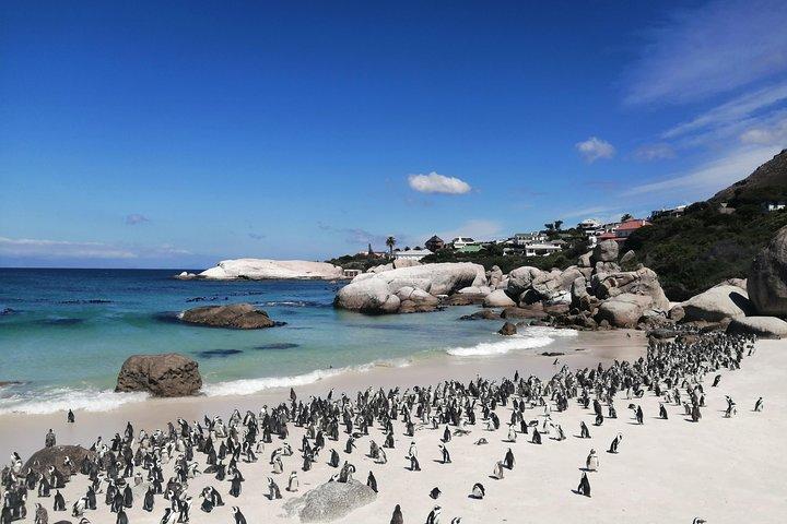  Cape Point Private Tour withTable Mountain and Penguin Colony 