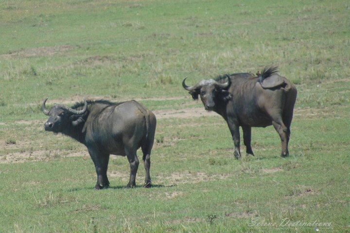 6 Days Safari to Lake Nakuru, Maasai Mara, lake Naivasha and Amboseli