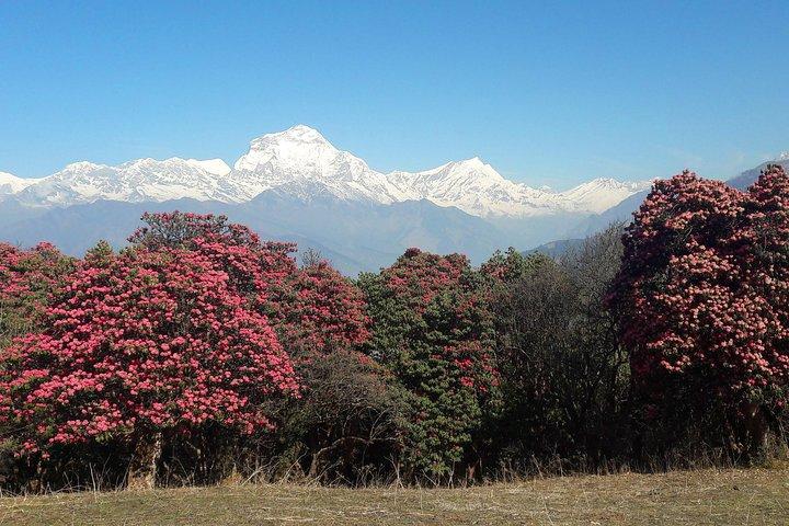4-Day Private Poon Hill Trekking Tour 