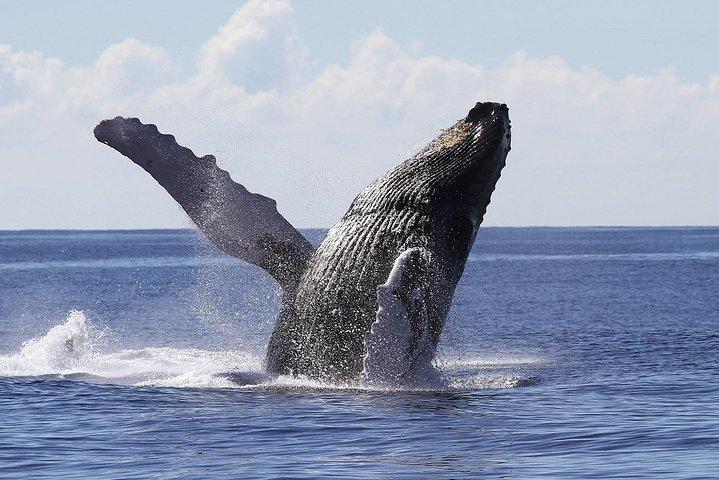 Samana Whale Watching Tour From Las Terrenas. Cayo Levantado with Lunch