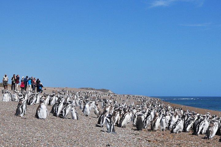 Peninsula Valdes Penguin Exploration & Punta Norte