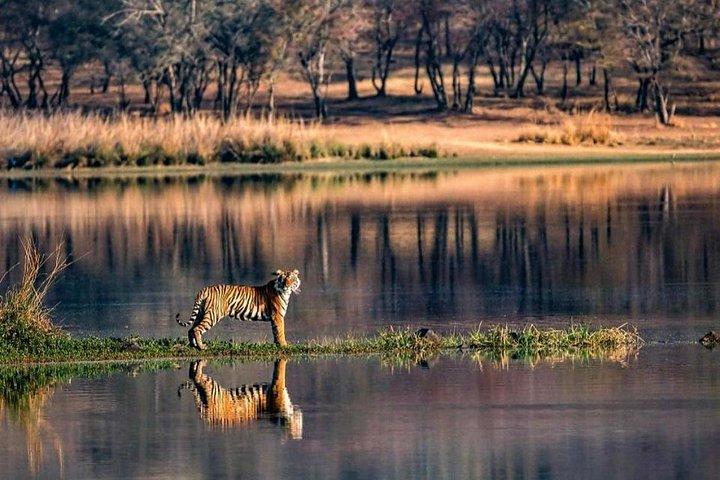 One Day Ranthambore tiger reserve with private Safari Transfers