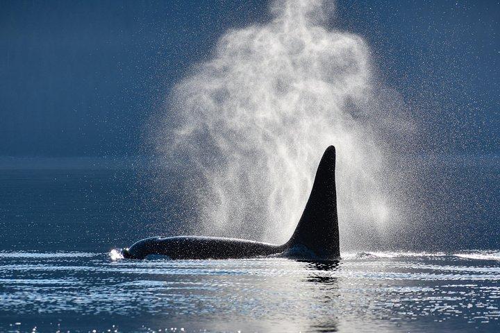 Juneau's Premier Whale Watching