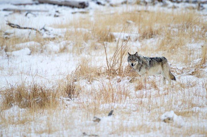 Private Yellowstone Wolf Watching & Wildlife Safari + lunch 