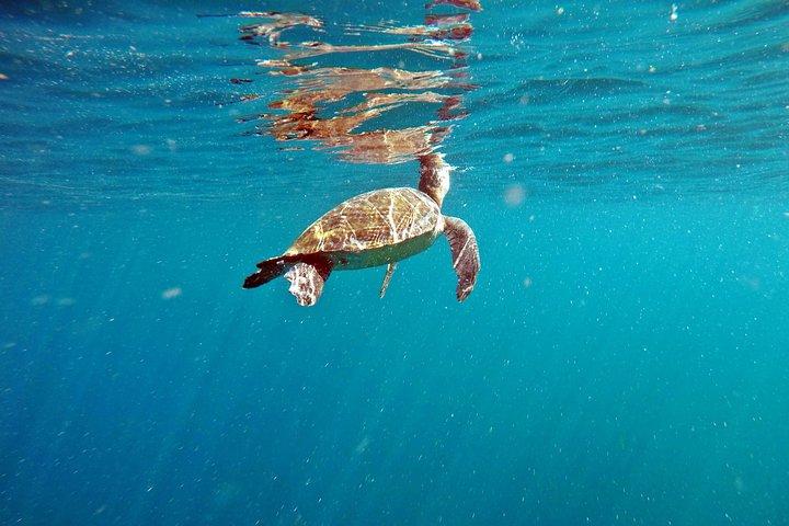 Turtle Snorkeling by Adrenailha