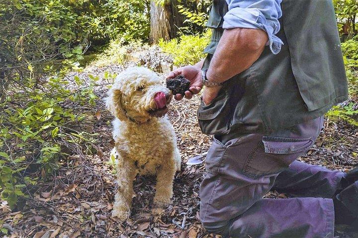 Luck and Patience: truffle hunting in Tuscany