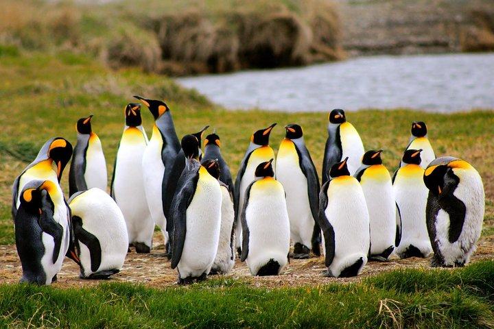 King Penguin - Tierra del Fuego Island