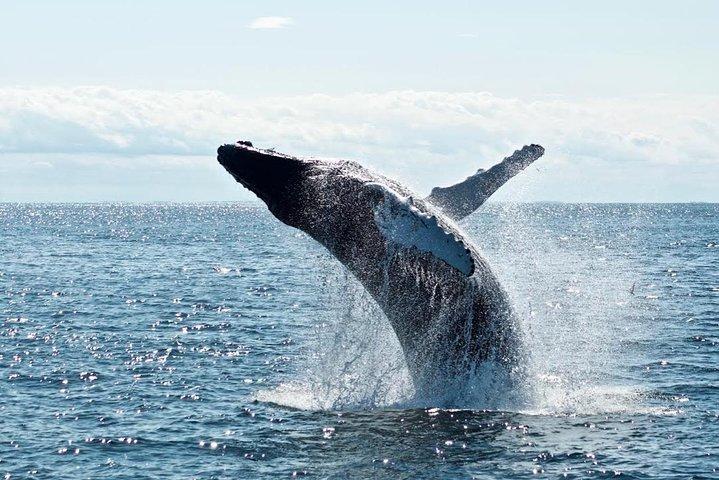 2-Hour Whale Watching from Oahu