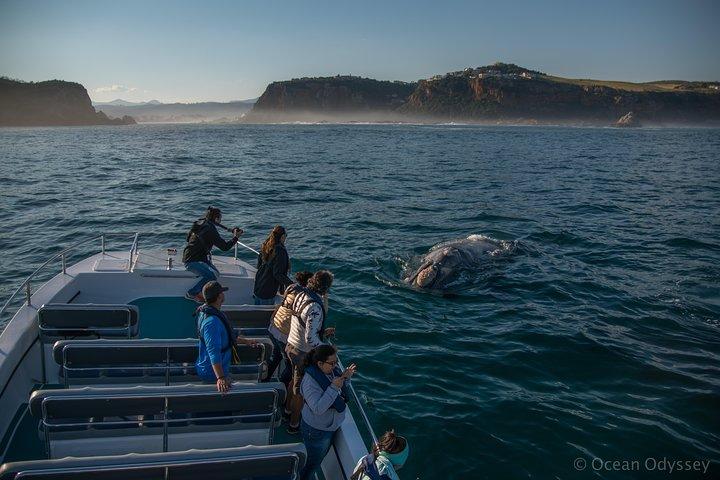 Whale Watching Knysna - Close Encounter Experience Ocean Odyssey