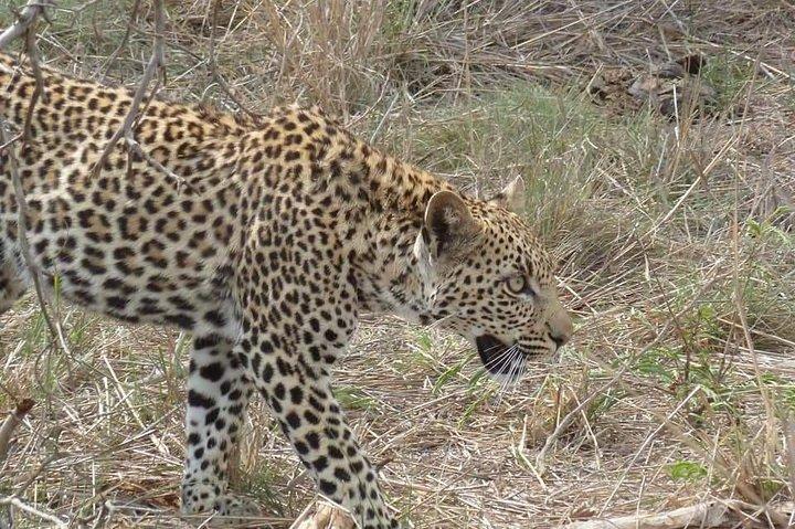 Full-day Kruger Park Safari