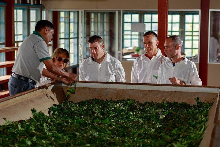 Uva Halpewatte Tea Factory Tour in Ella Sri Lanka