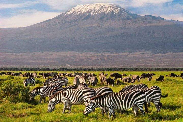 Tarangire National Park Tanzania Day Trip 