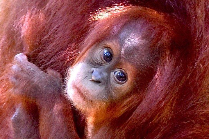FAMILY JUNGLE TOUR: Orangutan Trek (4-hours hike) by EcoTravel Bukit Lawang