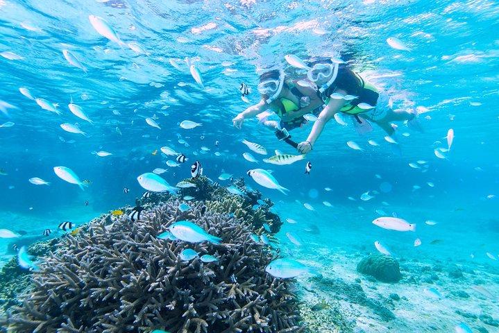 Miyakojima / Snorkel tour to enjoy coral and fish