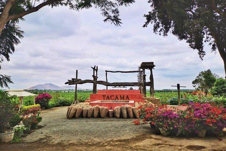 Winery and Pisco Distillery tour