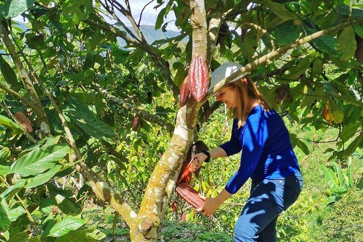 Chocolate Tour In Medellin: A Great Farm Experience - Private Tour