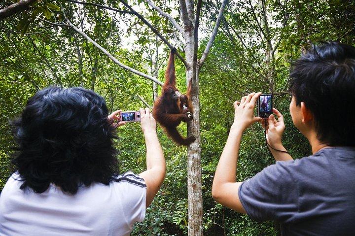 Sarawak Orangutan Semenggoh Wildlife Centre Tour