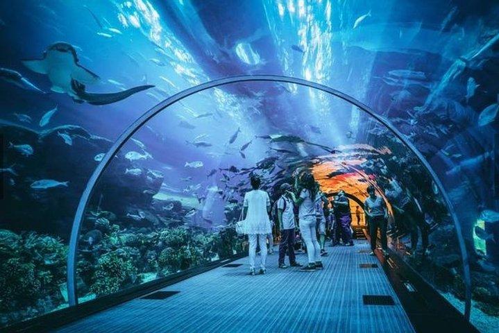 Skip the Line : S.E.A. Aquarium One Day Ticket only