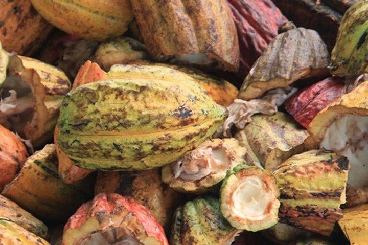 Cacao Road Excursion : plantations, processes, tasting and more