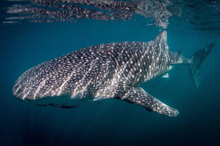 Reduced group Whale Shark tour