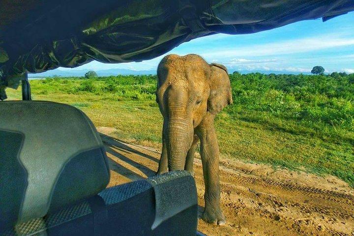Udawalawe National Park Private 4 Hours Safari Tour