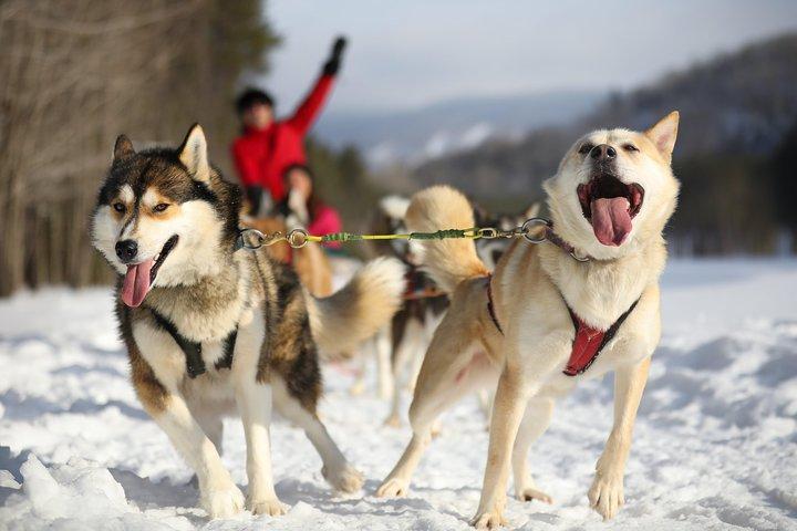 Dogsled Adventure in Mont-Tremblant