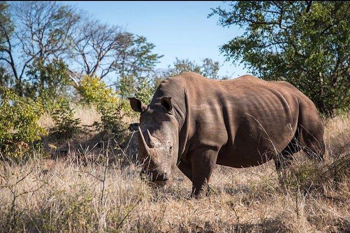 Game Drive and Rhino Viewing Safari
