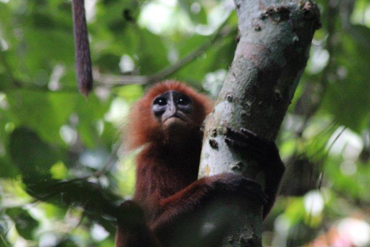 Borneo Wildlife Tour 4 Days 3 Nights At Tanjung Bulat Jungle Camp