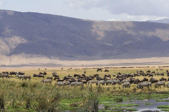 Ngorongoro Crater Day Trip