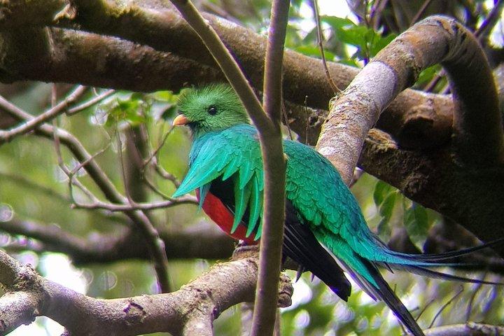 Birdwatching Tour in Monteverde 