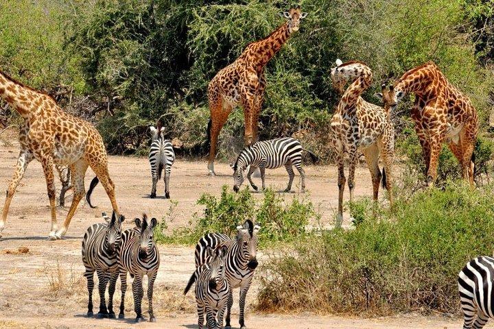 8 Days Tanzania southern circuit safari
