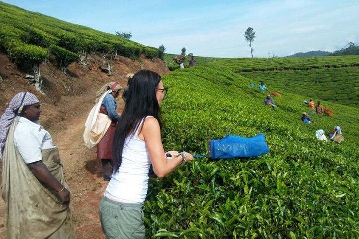 Tea planation walking In Munnar- (by Munnar Info)