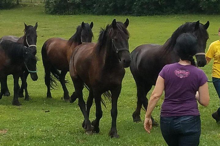 Friesian Herd Tours, Workshops, Classes and Retreats in the Kettle Moraine area.