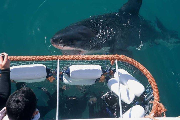 Shark Cage Diving & Viewing Tour in Mossel Bay