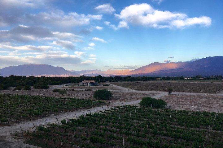 Exclusive day-long private tour of Cafayate vineyards