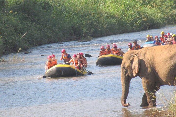 Top Pick - Full or Half Day @Elephant in Wild Sanctuary ChiangMai