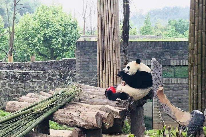 Chengdu Expert Trip of Panda Base and Giant Buddha in One Day