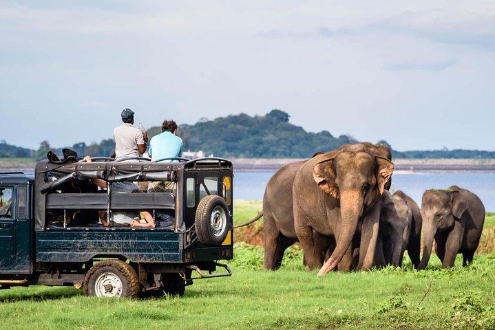 Minneriya National Park Half Day Jeep Safari