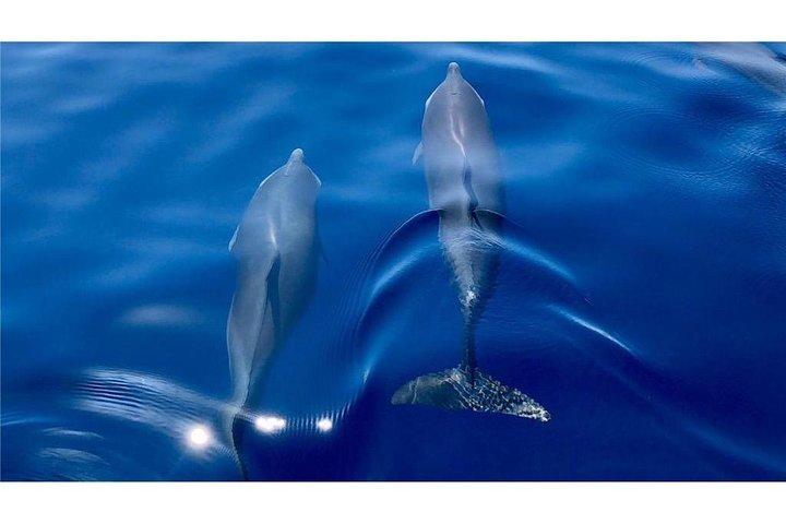 Discovery of dolphins on the Caribbean coast