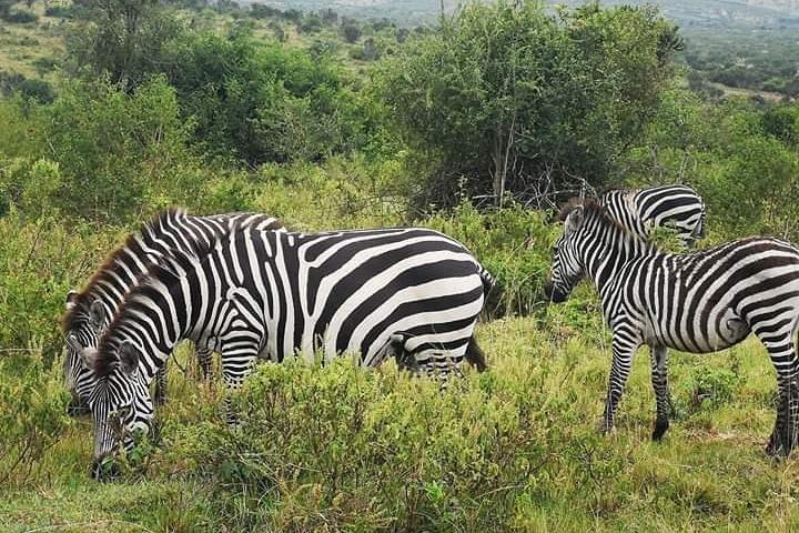 2 Days - Mikumi safari depart from Zanzibar or Dar es salaam