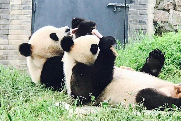 Half Day Private Chengdu Panda Center Layover Tour 