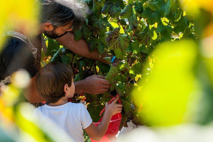 Harvest for all: from Harvest to Taste - Private Experience
