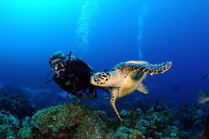 Discover Scuba Diving (2 Dives & Photos)