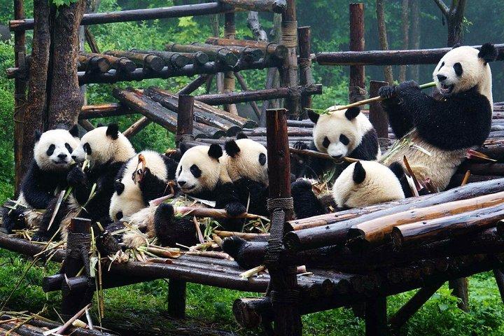 Private Chongqing Bullet Train Trip to Leshan Giant Buddha and Pandas in Chengdu