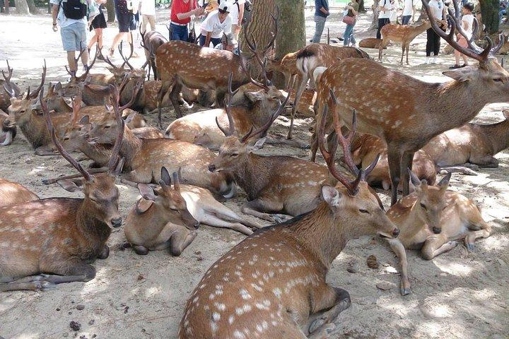 All must-sees in 3 hours - Nara Park Classic Tour! From JR Nara!