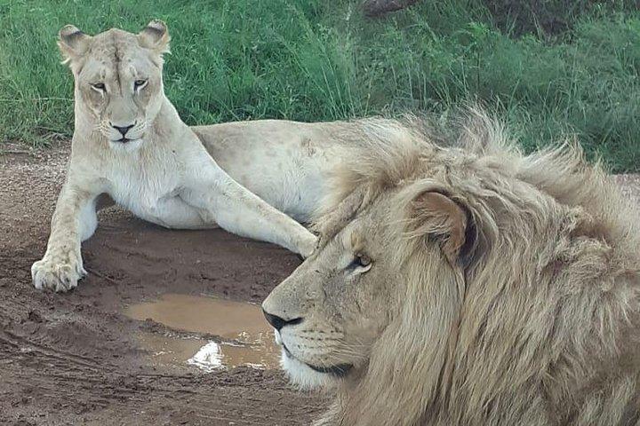 Kruger National Park Full Day Tour Minimum 2people 
