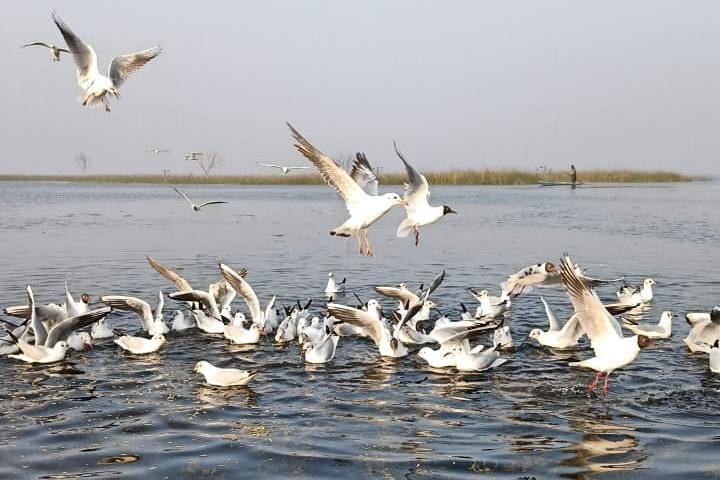 Nal Sarovar Bird Sanctuary & Lothal Day Tour from Ahmedabad