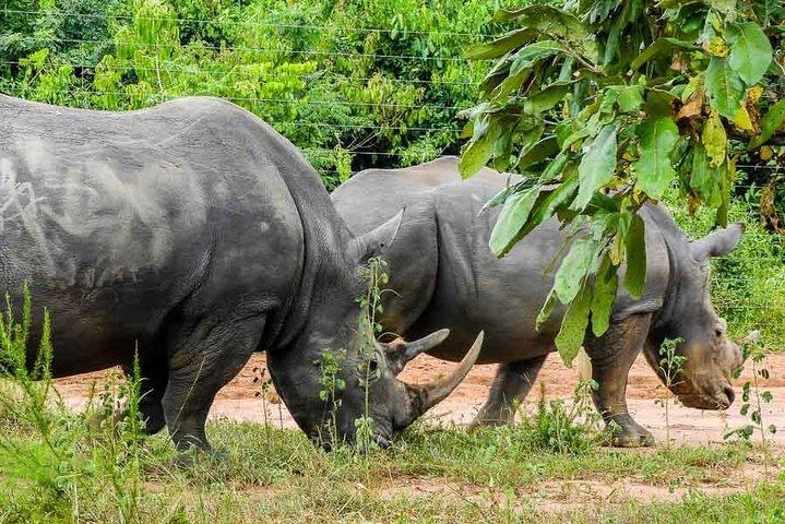 1 day Rhino tracking in Uganda (Ziwa Rhino Sanctuary