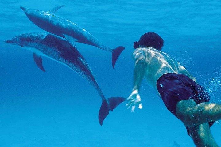 A Half Day Private Dolphins And Snorkeling Tour To Mnemba Island