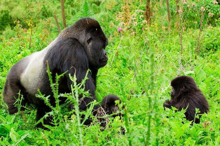 1 Day Gorilla Trekking Safari Tour